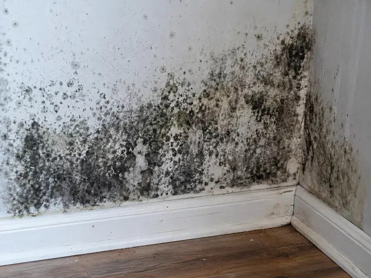 Visible mold growth on an interior wall needed mold removal inwood